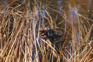 Common frog (Rana temporaria) mating in temporary pond / Sammakko parittelemassa kausikosteikolla © Mia Vehkaoja