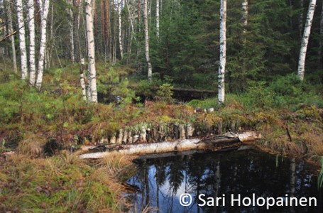 Wetland ecology group_University of Helsinki_duck_mire_restoration_hydrology