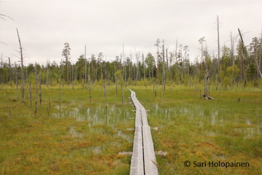Wetland ecology group_University of Helsinki_Elimyssalo_mire_peatland_forest reindeer